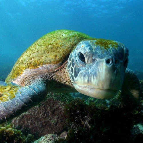 files/KRG2020/img/Verschiedenes/Hettich/hettich - abenteuer ozean - meeresschildkroete_galapagos 500x500 01.jpg